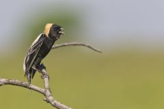 Bobolink, Dolichonyx oryzivorus