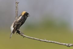 Bobolink, Dolichonyx oryzivorus