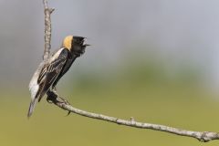 Bobolink, Dolichonyx oryzivorus