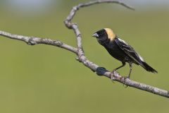 Bobolink, Dolichonyx oryzivorus