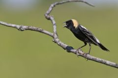 Bobolink, Dolichonyx oryzivorus