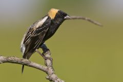 Bobolink, Dolichonyx oryzivorus