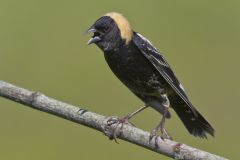 Bobolink, Dolichonyx oryzivorus