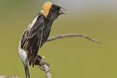 Bobolink, Dolichonyx oryzivorus