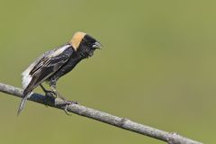 Bobolink, Dolichonyx oryzivorus