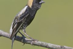 Bobolink, Dolichonyx oryzivorus