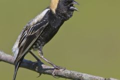 Bobolink, Dolichonyx oryzivorus