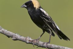 Bobolink, Dolichonyx oryzivorus