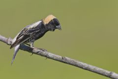 Bobolink, Dolichonyx oryzivorus