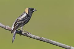 Bobolink, Dolichonyx oryzivorus