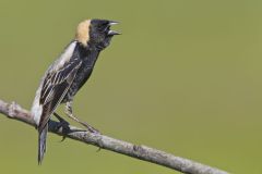 Bobolink, Dolichonyx oryzivorus