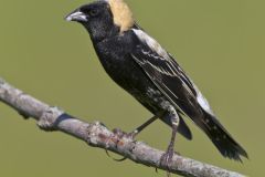 Bobolink, Dolichonyx oryzivorus