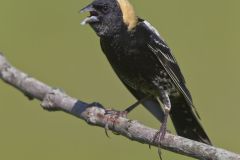 Bobolink, Dolichonyx oryzivorus