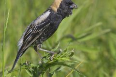 Bobolink, Dolichonyx oryzivorus