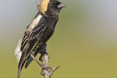 Bobolink, Dolichonyx oryzivorus