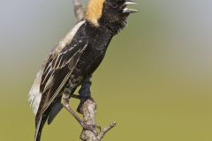 Bobolink, Dolichonyx oryzivorus