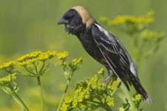 Bobolink, Dolichonyx oryzivorus