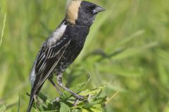 Bobolink, Dolichonyx oryzivorus