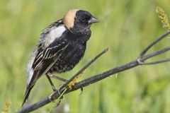 Bobolink, Dolichonyx oryzivorus