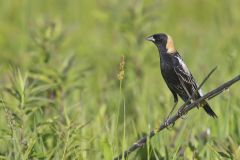 Bobolink, Dolichonyx oryzivorus