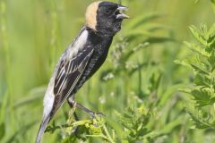 Bobolink, Dolichonyx oryzivorus