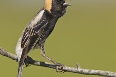 Bobolink, Dolichonyx oryzivorus