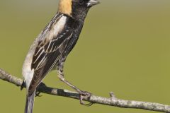 Bobolink, Dolichonyx oryzivorus