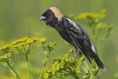 Bobolink, Dolichonyx oryzivorus