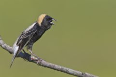 Bobolink, Dolichonyx oryzivorus