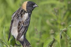 Bobolink, Dolichonyx oryzivorus