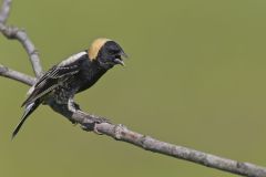 Bobolink, Dolichonyx oryzivorus