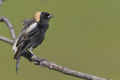 Bobolink, Dolichonyx oryzivorus