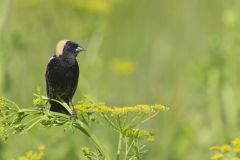 Bobolink, Dolichonyx oryzivorus