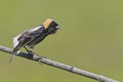 Bobolink, Dolichonyx oryzivorus