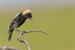 Bobolink, Dolichonyx oryzivorus