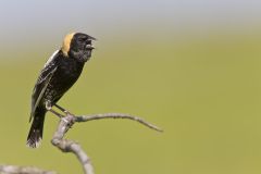 Bobolink, Dolichonyx oryzivorus