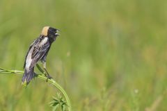 Bobolink, Dolichonyx oryzivorus