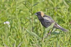 Bobolink, Dolichonyx oryzivorus