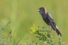 Bobolink, Dolichonyx oryzivorus