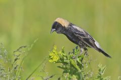 Bobolink, Dolichonyx oryzivorus