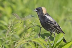 Bobolink, Dolichonyx oryzivorus