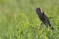 Bobolink, Dolichonyx oryzivorus