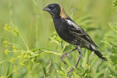 Bobolink, Dolichonyx oryzivorus