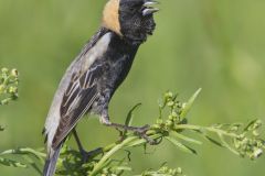 Bobolink, Dolichonyx oryzivorus