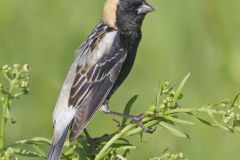 Bobolink, Dolichonyx oryzivorus