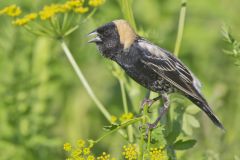 Bobolink, Dolichonyx oryzivorus