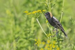 Bobolink, Dolichonyx oryzivorus