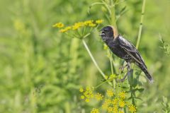 Bobolink, Dolichonyx oryzivorus