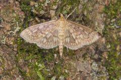 Bold-feathered Grass Moth, Herpetogramma pertextalis