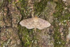 Bold-feathered Grass Moth, Herpetogramma pertextalis